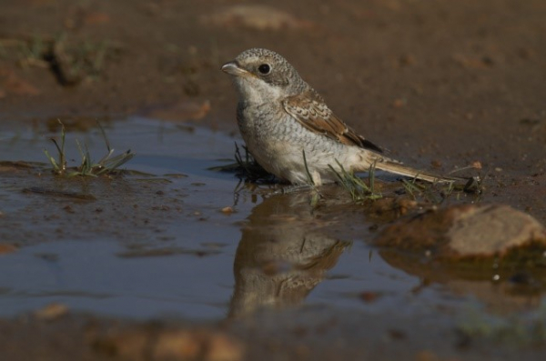 Pie-grièche à tête rousse juvénile  dans l'eau